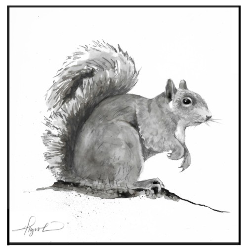 Gray Squirrel