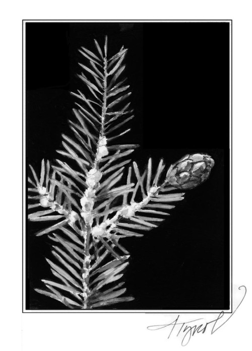Hemlock Woolly Adelgid