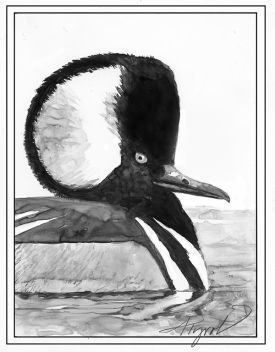 TOS_Hooded_Merganser_web.jpg thumbnail