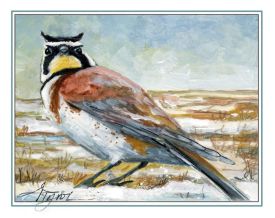 Horned lark thumbnail