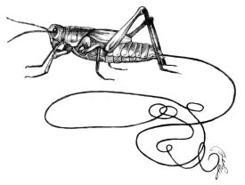 Horsehair worms thumbnail