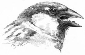 TOS_House_sparrow_w.jpg thumbnail