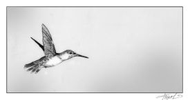 TOS_Hummer_web.jpg thumbnail