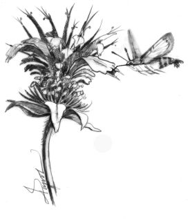 Hummingbird Moth thumbnail