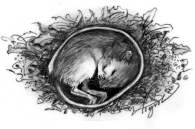 Jumping mouse thumbnail