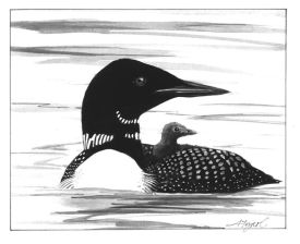 TOS_Loons_Return_web.jpg thumbnail