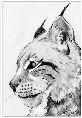 TOS_Lynx_web.jpg thumbnail