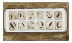 Macroinvertebrates thumbnail