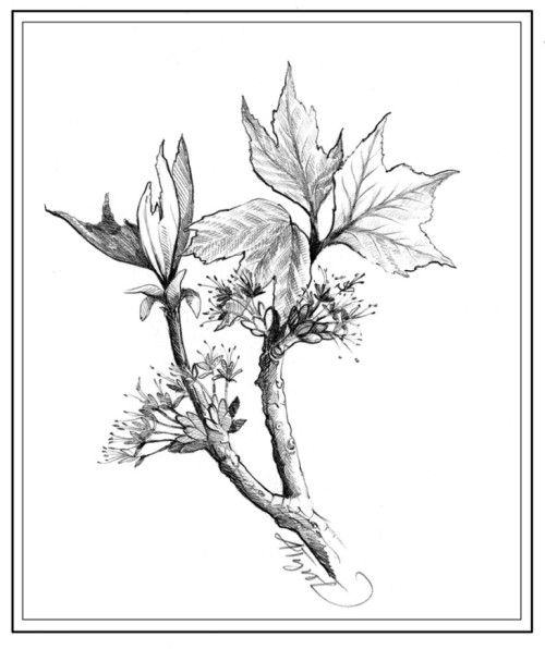 Maple Tree Flowers