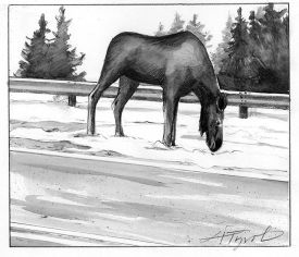 TOS_Moose_in_Road_web.jpg thumbnail
