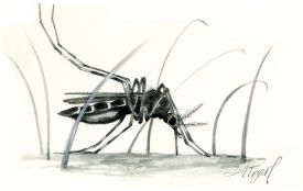 Mosquito thumbnail