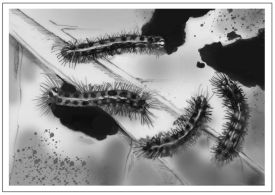 Moth Caterpillars thumbnail