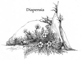 Alpine Zone thumbnail