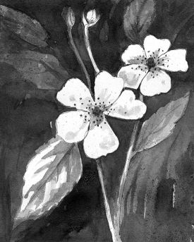 TOS_MultiFlora_Rose_web.jpg thumbnail