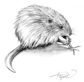 Muskrat thumbnail