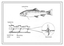 TOS_Neuromast_web.jpg thumbnail