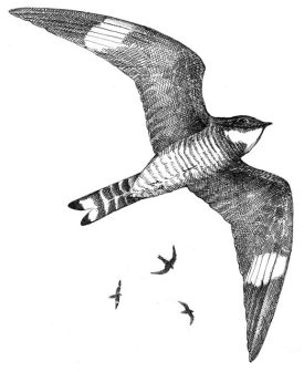 TOS_Nighthawk_web.jpg thumbnail