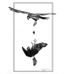 Northern Harrier thumbnail