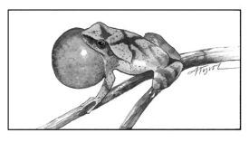 TOS_Peepers_web.jpg thumbnail