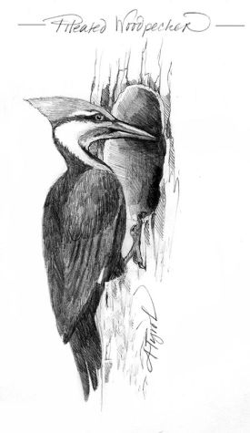 TOS_Pileated_web.jpg thumbnail