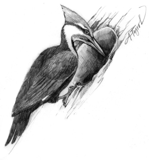 Pileated Woodpecker