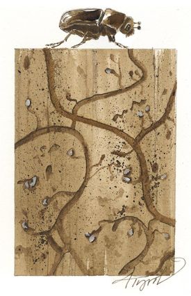 TOS_Pine_Beetle_web.jpg thumbnail