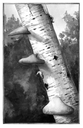 TOS_Polypore_nov_w.jpg thumbnail