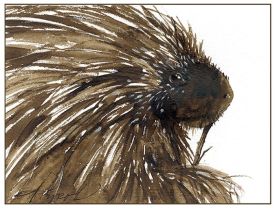 TOS_Porcupine_web.jpg thumbnail