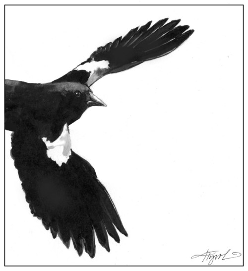 Red-winged Black Bird