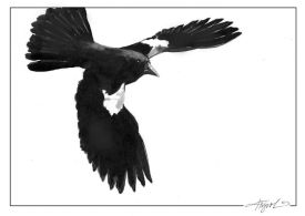 TOS_Red_Winged_Blackbird_web.jpg thumbnail