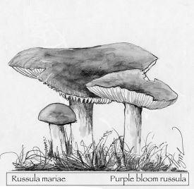TOS_Russula_web.jpg thumbnail