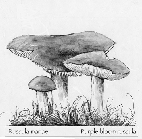 TOS_Russula_web.jpg