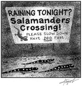 TOS_Salamander_Migration_web.jpg thumbnail