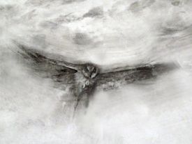 TOS_saw_whet_owl_migration_w.jpg thumbnail