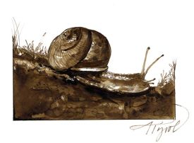 TOS_snail_w.jpg thumbnail