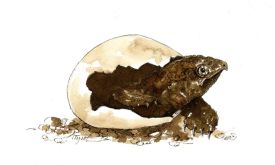 TOS_snapping_turtle_hatchling_web.jpg thumbnail