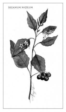 TOS_Solanum_nigrum_web.jpg thumbnail