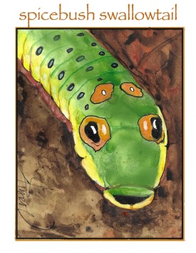 Spicebush swallowtail thumbnail