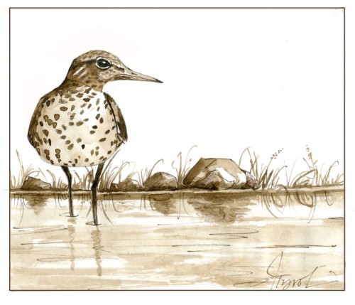 Spotted Sandpiper