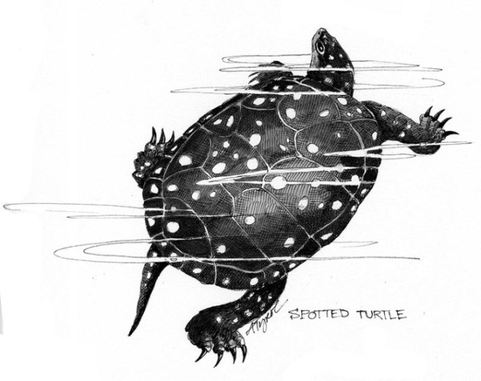TOS_Spotted_Turtle_web.jpg