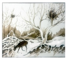 Squirrel dreys thumbnail