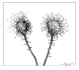 TOS_Sundew_web.jpg thumbnail