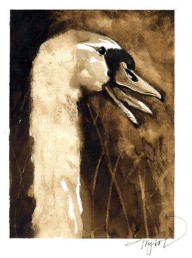 TOS_Swan_web.jpg thumbnail