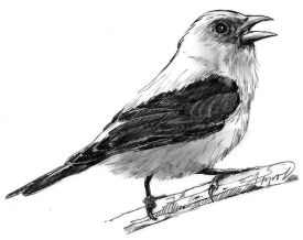 TOS_Tanager_web.jpg thumbnail