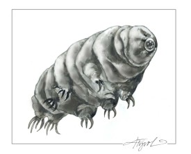 tos_tardigrade_web.jpg thumbnail