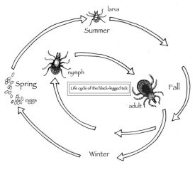 TOS_Tick_Life_Cycle_Web.jpg thumbnail