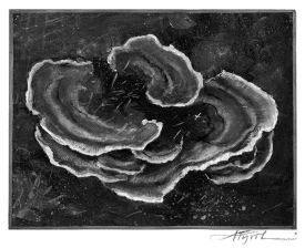 TOS_Turkey_Tails_web.jpg thumbnail