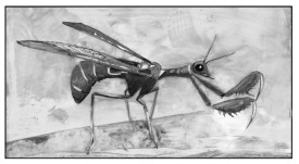 Brown wasp mantidfly thumbnail