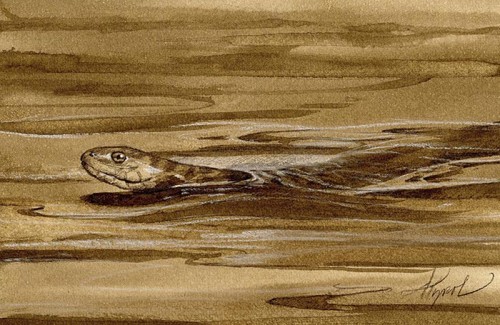 TOS_Water_Snake_web.jpg