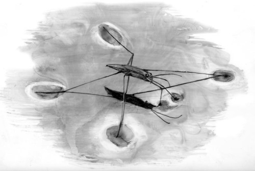 TOS_water_strider_web.jpg